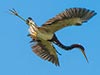 A heron almost crashed flying away from a tree
