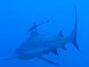 A bull shark that kept swimming by us, both before and after I shot a nice grouper with the speargun