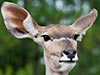 My what big ears you have.  The better to hear what the humans are saying as they drive through Lion Country Safari.