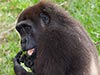 Don't interrupt a gorilla and his lettuce!