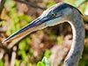 Hunting Heron