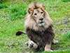 Lion getting ready to catch the snack being thrown his way