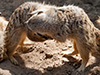 Meerkat gladiators and spectators