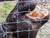 An apple a day will keep the pigmy hippo from gutting you