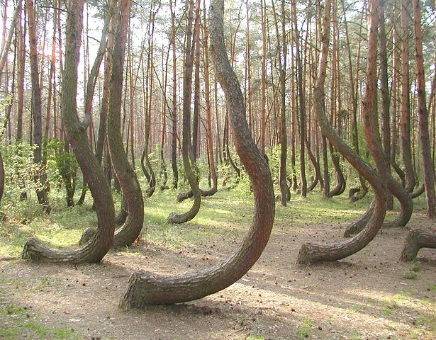 Polish Trees