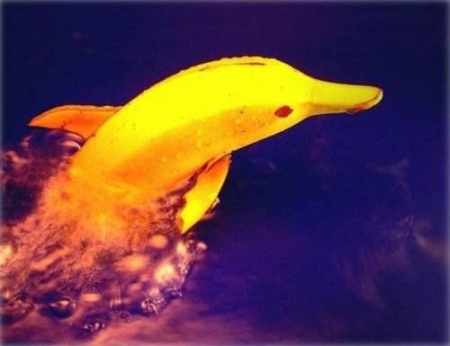 Banana Dolphin