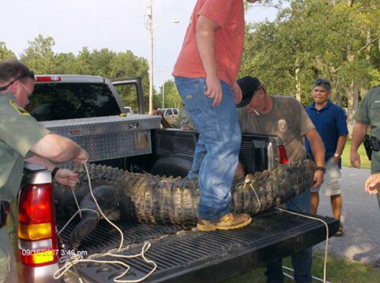 Gator in Truck