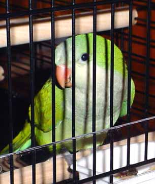 Jesus knows you are here joke parrot